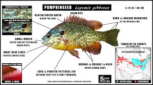 Image result for Lepomis gibbosus