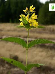 Attēlu rezultāti vaicājumam “Lysimachia vulgaris fruit”