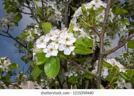 Attēlu rezultāti vaicājumam “Pyrus communis flower”