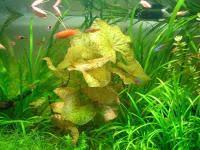 「扭蘭」的圖片搜尋結果