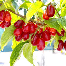 Attēlu rezultāti vaicājumam “Cornus mas fruit”
