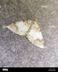 Attēlu rezultāti vaicājumam “Venusia blomeri”