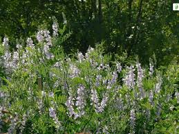 Attēlu rezultāti vaicājumam “Galega orientalis fruit”