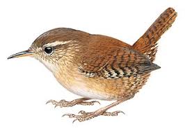 Attēlu rezultāti vaicājumam “Troglodytes troglodytes adult”