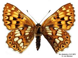 Attēlu rezultāti vaicājumam “Hamearis lucina”