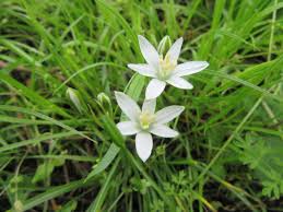Attēlu rezultāti vaicājumam “Ornithogalum umbellatum flower”