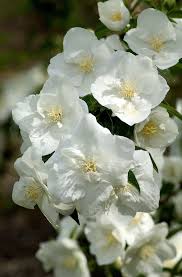 Attēlu rezultāti vaicājumam “Philadelphus coronarius”