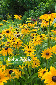 Attēlu rezultāti vaicājumam “Rudbeckia hirta var. pulcherrima”