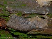 Attēlu rezultāti vaicājumam “Lindbladia tubulina”