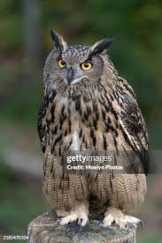 Attēlu rezultāti vaicājumam “Bubo bubo”