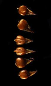 Attēlu rezultāti vaicājumam “Carex diandra leaf”