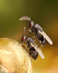 Attēlu rezultāti vaicājumam “Eurydema dominulus imago”