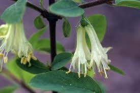 Attēlu rezultāti vaicājumam “Lonicera caerulea var. pallasii flower”