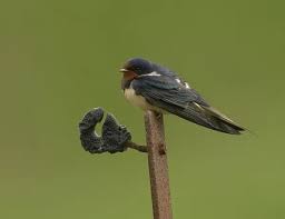 Attēlu rezultāti vaicājumam “Hirundo rustica adult”