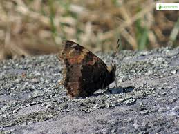 Attēlu rezultāti vaicājumam “Nymphalis xanthomelas upperside”
