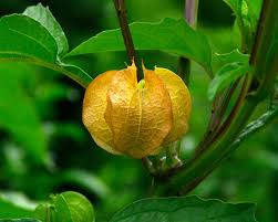 Attēlu rezultāti vaicājumam “Nicandra physalodes fruit”
