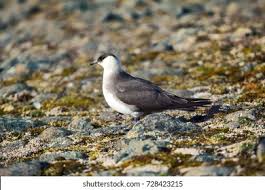 Attēlu rezultāti vaicājumam “Stercorarius parasiticus adult”