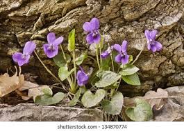 Attēlu rezultāti vaicājumam “Viola odorata bud”