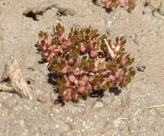 Attēlu rezultāti vaicājumam “Elatinaceae”