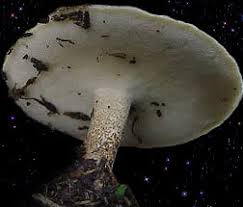 Attēlu rezultāti vaicājumam “Polyporus ciliatus”