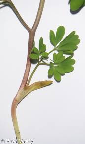 Attēlu rezultāti vaicājumam “Corydalis solida fruit”