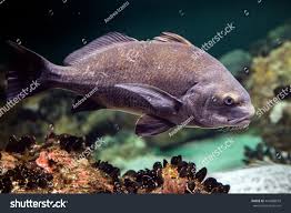 Image result for Pogonias cromis