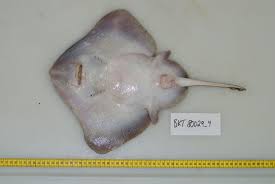 Image result for Amblyraja radiata