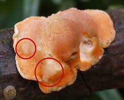 Attēlu rezultāti vaicājumam “Aleurodiscus amorphus”