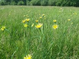 Attēlu rezultāti vaicājumam “Tragopogon pratensis subsp. pratensis flower”