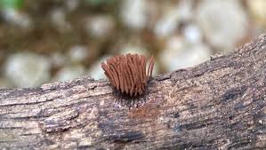 Attēlu rezultāti vaicājumam “Stemonitis pallida var. rubescens macro”