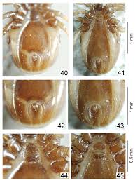 Attēlu rezultāti vaicājumam “Ixodes male”