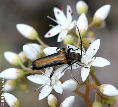 Attēlu rezultāti vaicājumam “Anogcodes melanurus”
