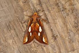 Attēlu rezultāti vaicājumam “Plusia festucae”