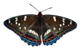 Attēlu rezultāti vaicājumam “Limenitis populi upperside”