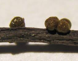 Attēlu rezultāti vaicājumam “Dianema nivale”