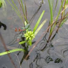 Attēlu rezultāti vaicājumam “Sparganium minimum leaf”