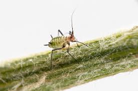 Attēlu rezultāti vaicājumam “Macrosiphoniella millefolii”