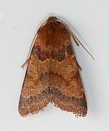 Attēlu rezultāti vaicājumam “Agrochola helvola”