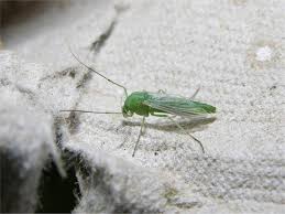 Attēlu rezultāti vaicājumam “Tanytarsus”