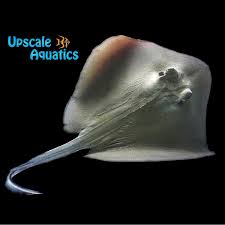 Image result for Hypanus americanus