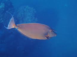 Image result for Naso unicornis