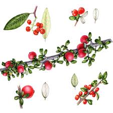 Attēlu rezultāti vaicājumam “Rosaceae”