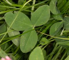 Attēlu rezultāti vaicājumam “Trifolium hybridum”