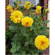 Image result for Dahlia x pinnata `Decorative Giants`