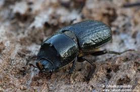 Attēlu rezultāti vaicājumam “Sinodendron cylindricum”