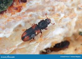 Attēlu rezultāti vaicājumam “Bitoma crenata”