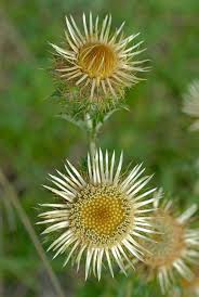 Attēlu rezultāti vaicājumam “Carlina vulgaris”
