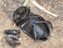 Attēlu rezultāti vaicājumam “Silpha obscura”