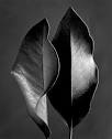 Ruth Bernhard