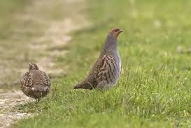 Attēlu rezultāti vaicājumam “Perdix perdix adult”